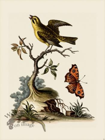 Edwards 084 Indian Green-Finch